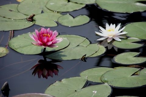 莲花新村 苏州仁安新村二手房