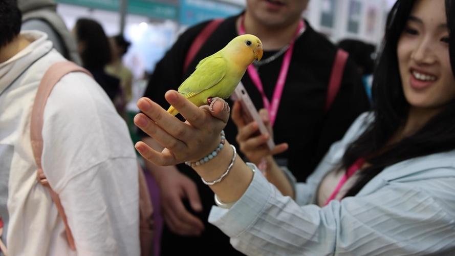 深圳宠物市场：繁荣背后的深度观察与未来展望