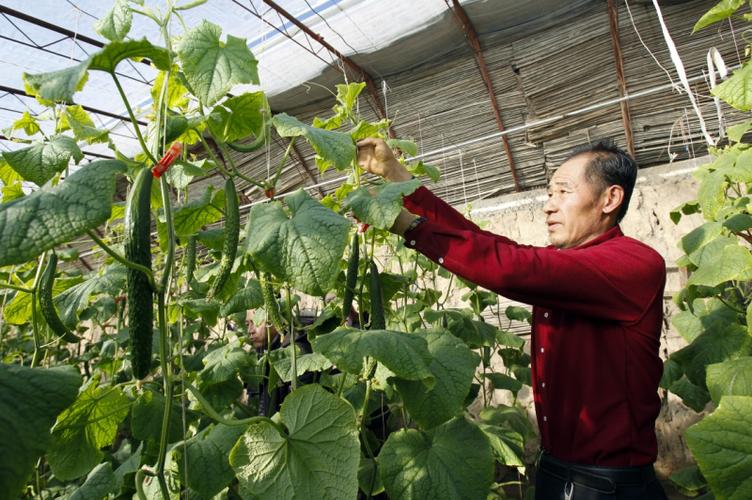 宁夏石嘴山农村商业银行 平罗农村信用